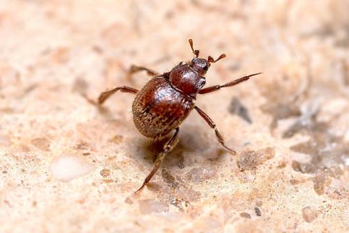 Réf. 279 551 : Sternocoelis hispanus